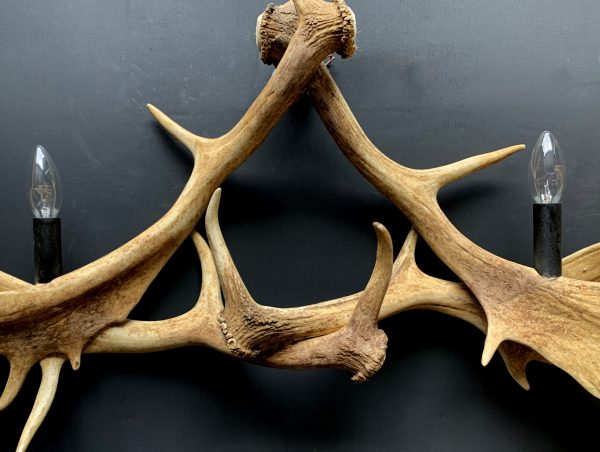 Wall lamp made of fallow deer antlers