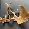 Wall lamp made of fallow deer antlers