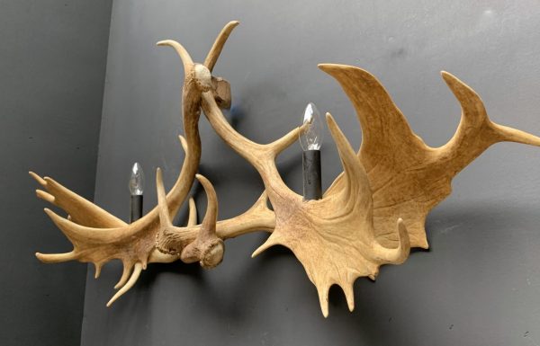 Wall lamp made of fallow deer antlers