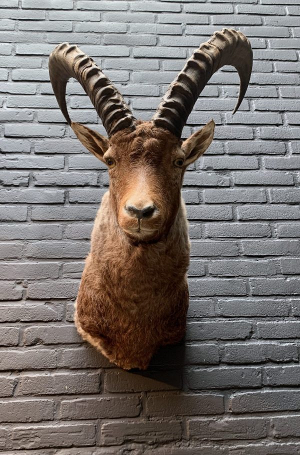 Taxidermy head of a large ibex