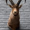 Oblong hanging lamp made of red deer antlers