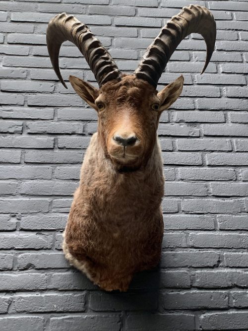 Taxidermy head of a large ibex