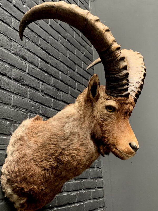 Taxidermy head of a large ibex