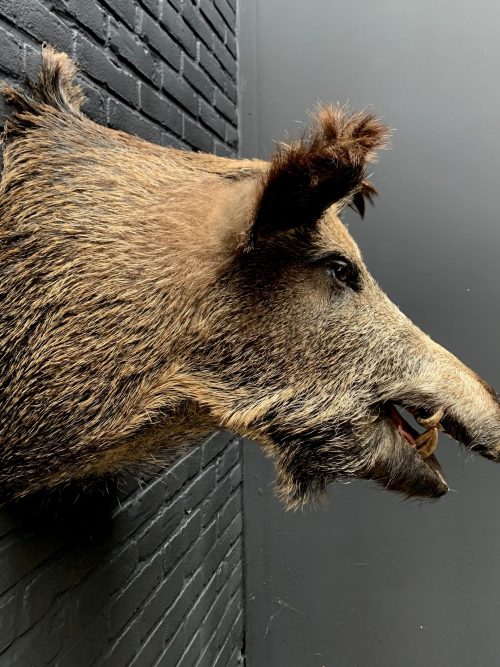 Opgezette kop van een groot wild zwijn, zwijnenkop