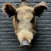 Mounted head of a large wild boar