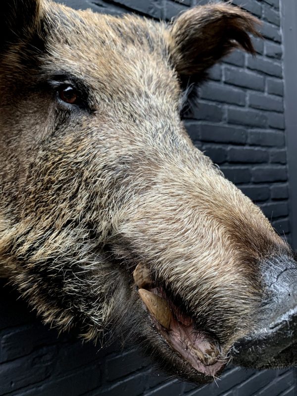 Mounted head of a large wild boar