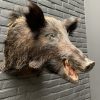 Ausgestopfter Kopf eines großen dunklen Wildschweins