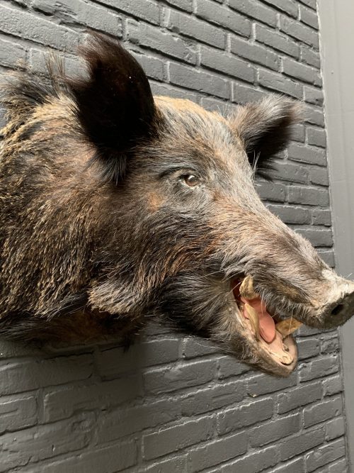 taxidermy head of a large dark wild boar