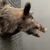 taxidermy head of a large dark wild boar
