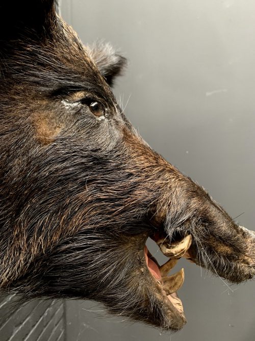 taxidermy head of a large dark wild boar