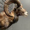 Recently mounted taxidermy head of a springbok