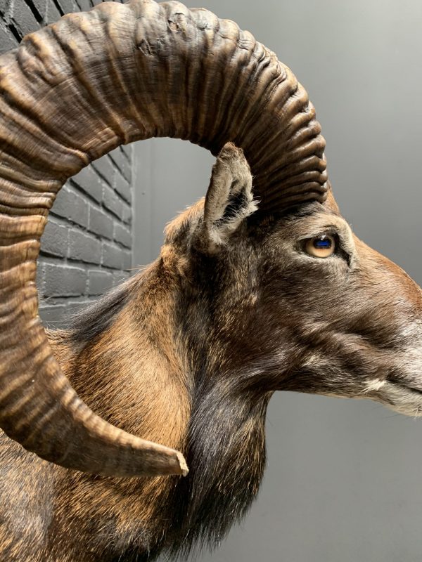 Mounted head of a large mouflon