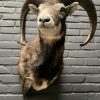 taxidermy head of a large mouflon