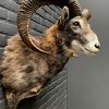 taxidermy head of a large mouflon