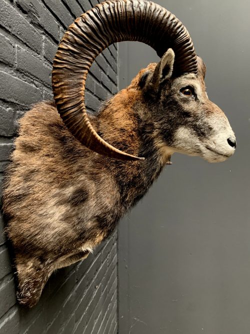 taxidermy head of a large mouflon