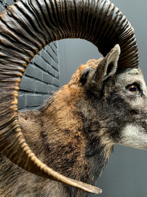 taxidermy head of a large mouflon