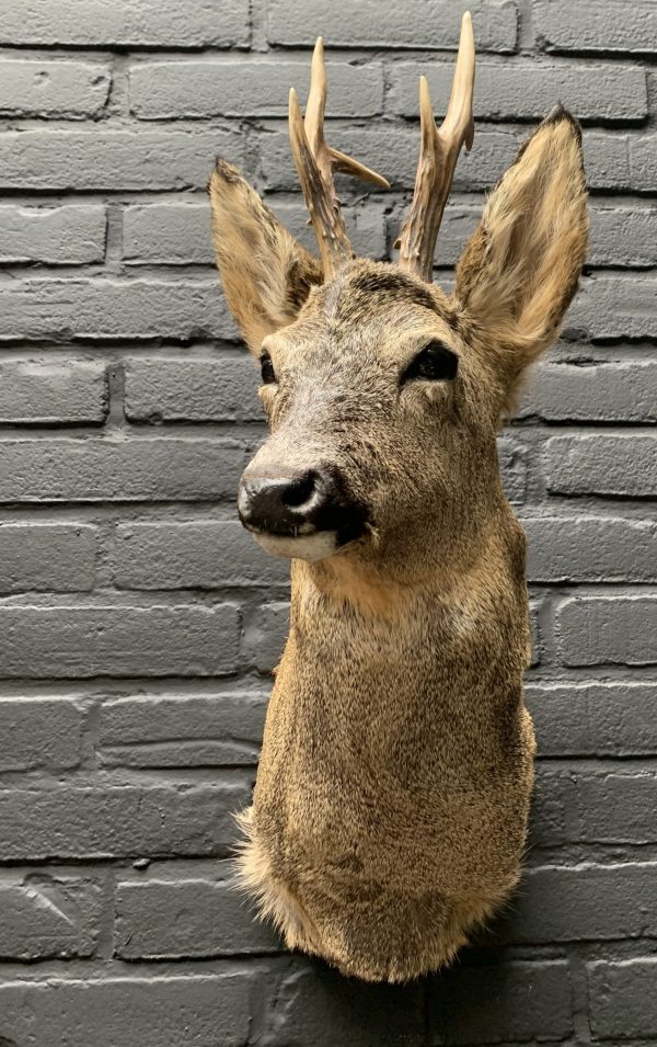 Recently stuffed roebuck in winter coat