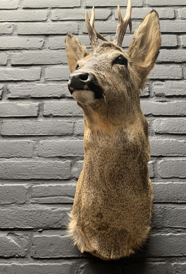 Recently stuffed roebuck in winter coat