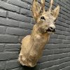 taxidermy head of a large dark wild boar