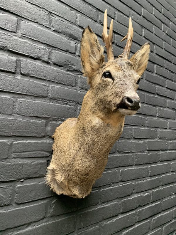 Recently stuffed roebuck in winter coat