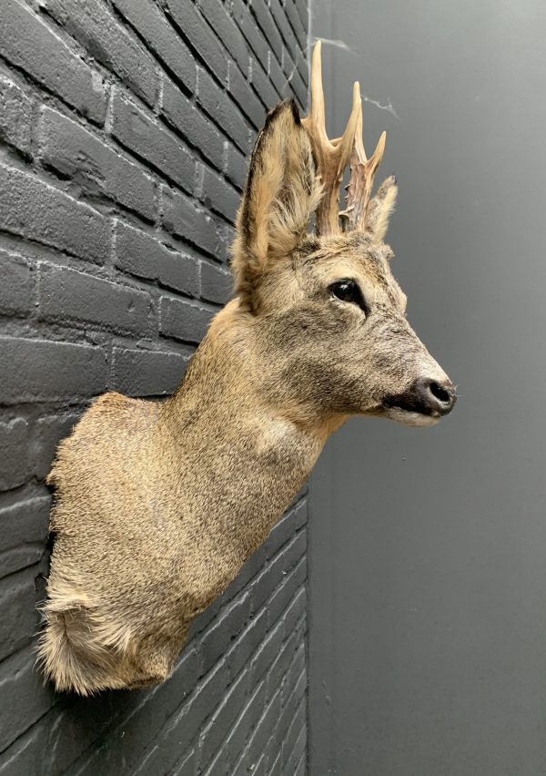 Recently stuffed roebuck in winter coat