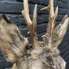 Recently stuffed roebuck in winter coat