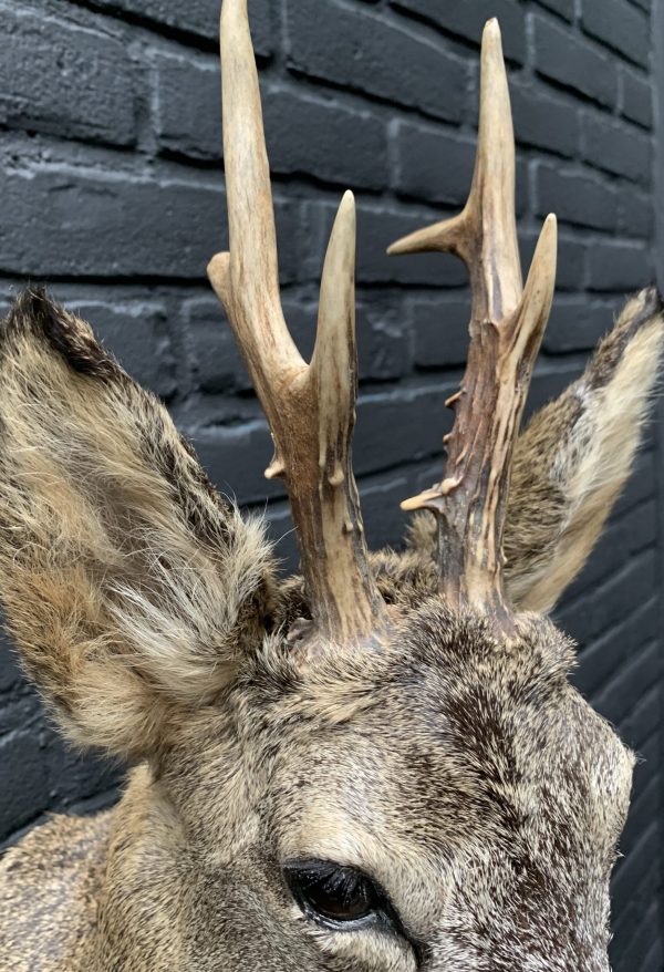 Recently stuffed roebuck in winter coat