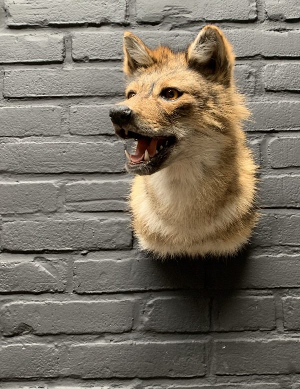 Mounted head of a golden jackal