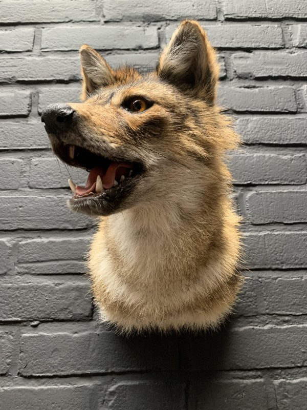 Mounted head of a golden jackal