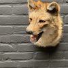 Mounted head of a golden jackal