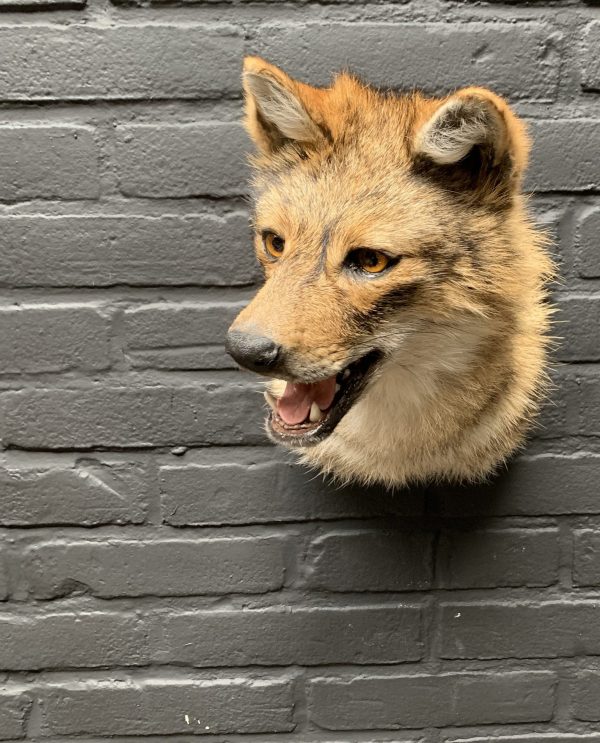 Mounted head of a golden jackal