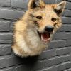 Mounted head of a golden jackal