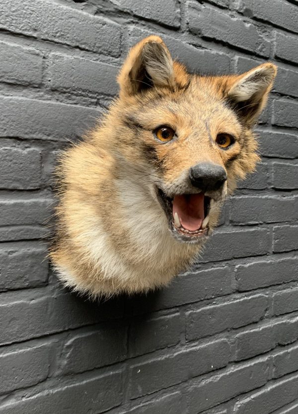 Mounted head of a golden jackal