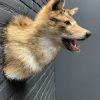 Mounted head of a golden jackal