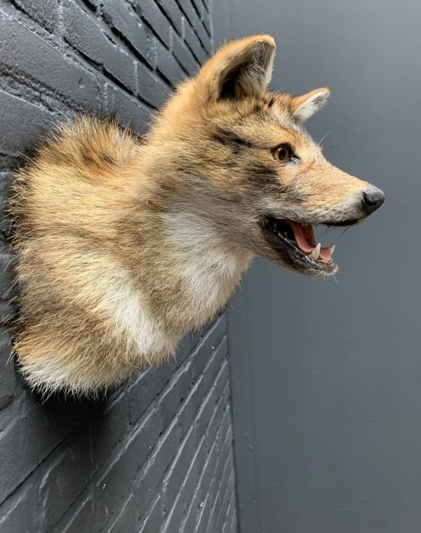 Mounted head of a golden jackal