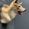 Mounted head of a golden jackal