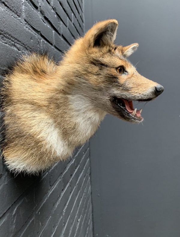 Mounted head of a golden jackal