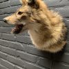 Mounted head of a golden jackal