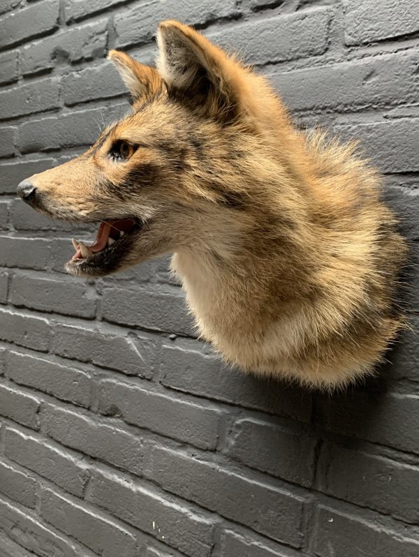 Mounted head of a golden jackal