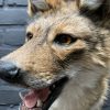 Mounted head of a golden jackal