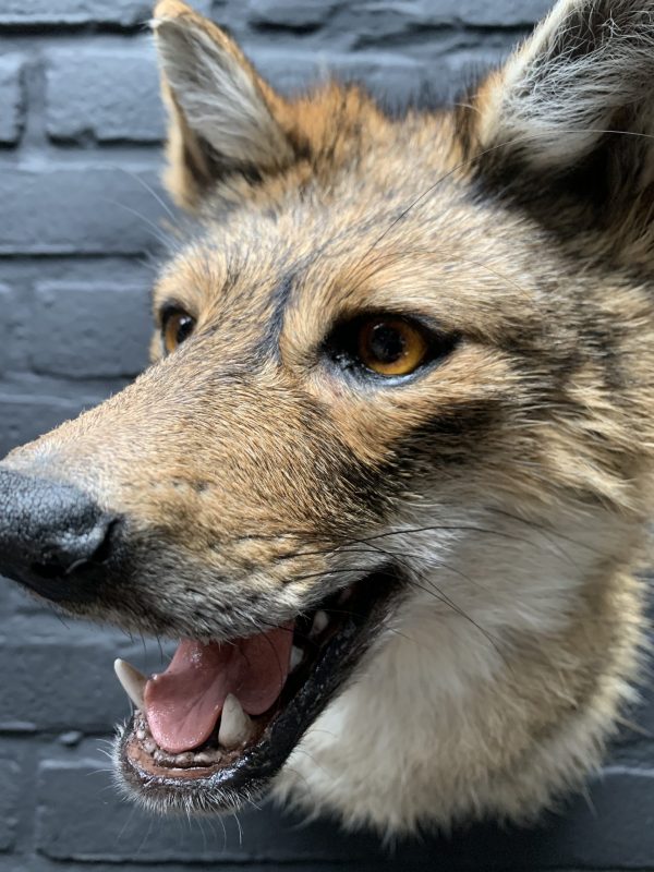 Mounted head of a golden jackal