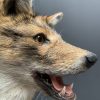 Mounted head of a golden jackal