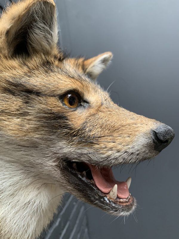 Mounted head of a golden jackal