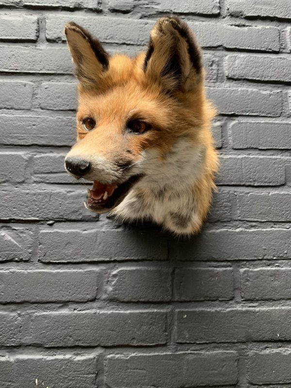 Mounted fox head