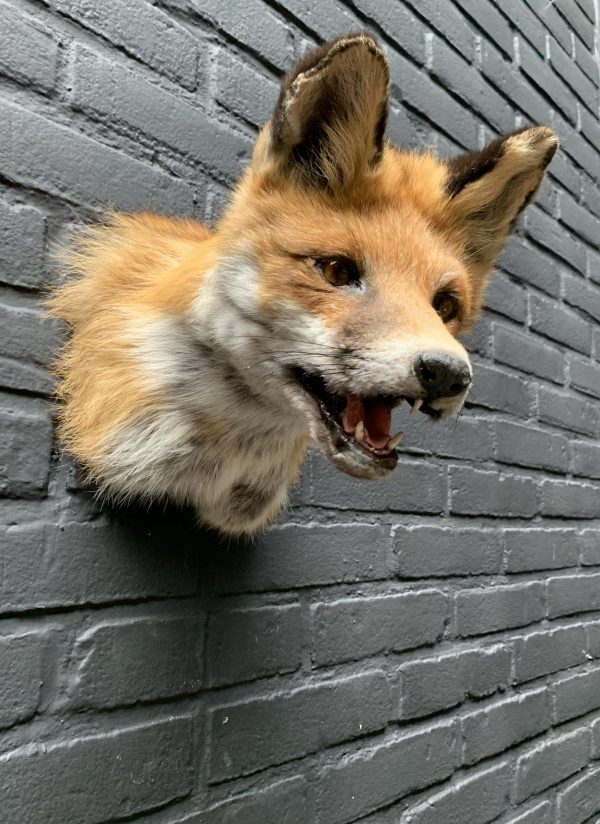 Mounted fox head