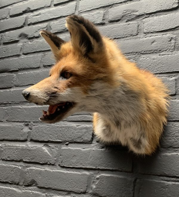 Mounted fox head