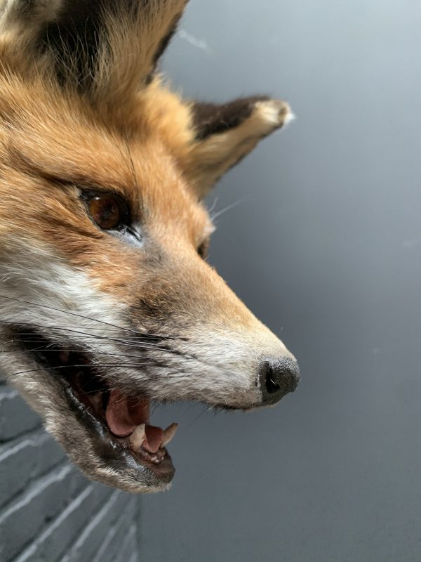 Mounted fox head