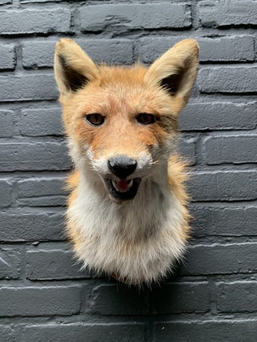 Mounted fox head