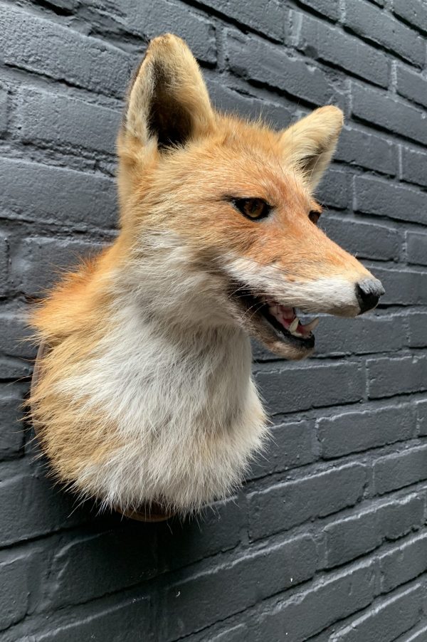 Mounted fox head
