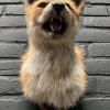 Mounted head of a golden jackal